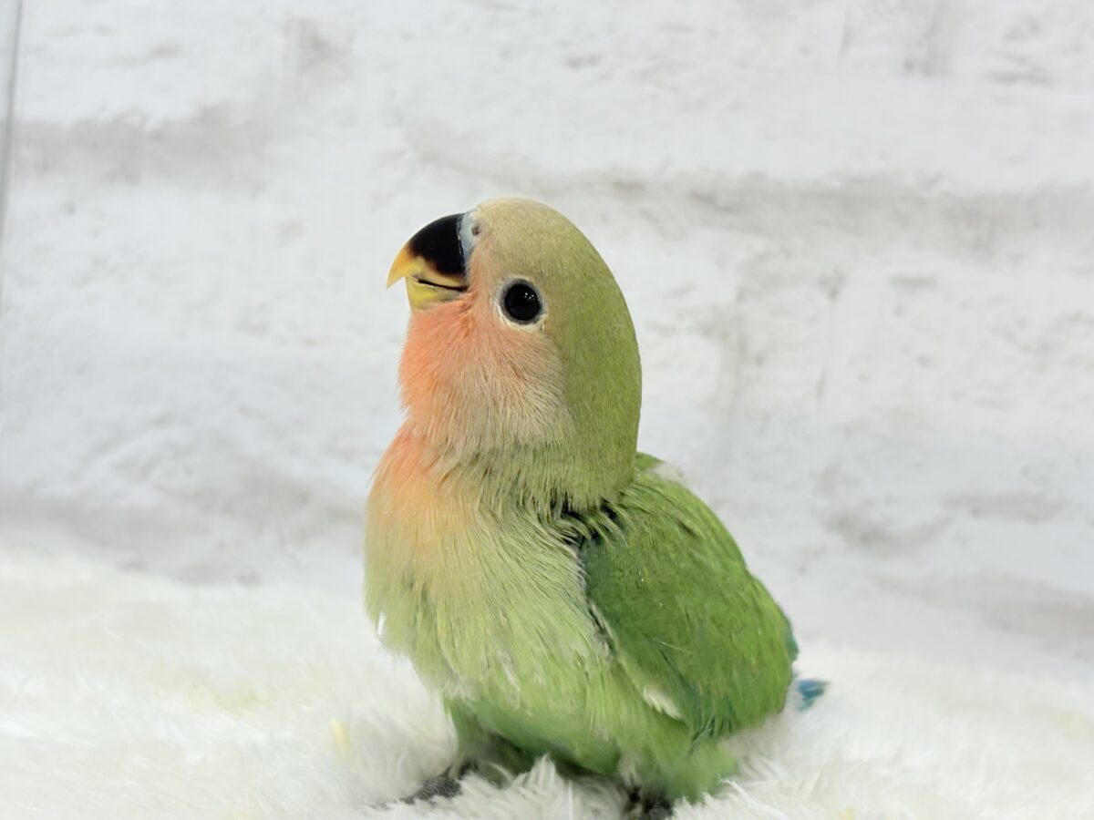 【最新画像更新🪄】わた毛たっぷりヒナヒナちゃん🐣💖コザクラインコ(ノーマル) ヒナ コザクラインコ(小桜インコ)