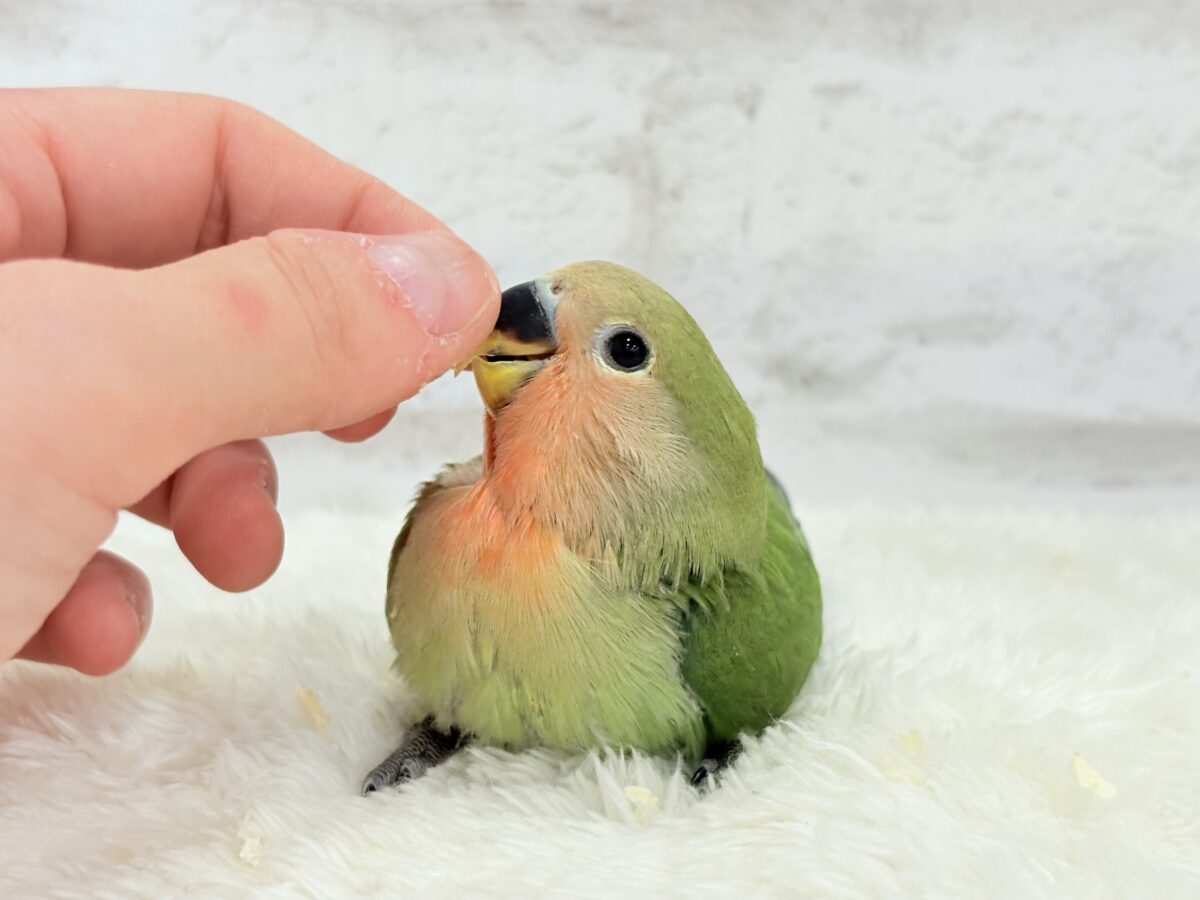 コザクラインコ（小桜インコ）