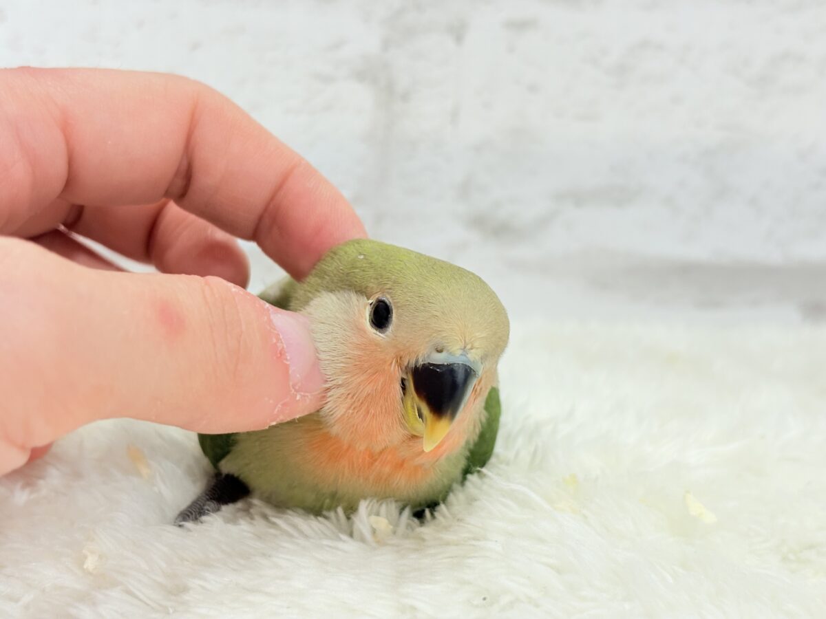 コザクラインコ（小桜インコ）