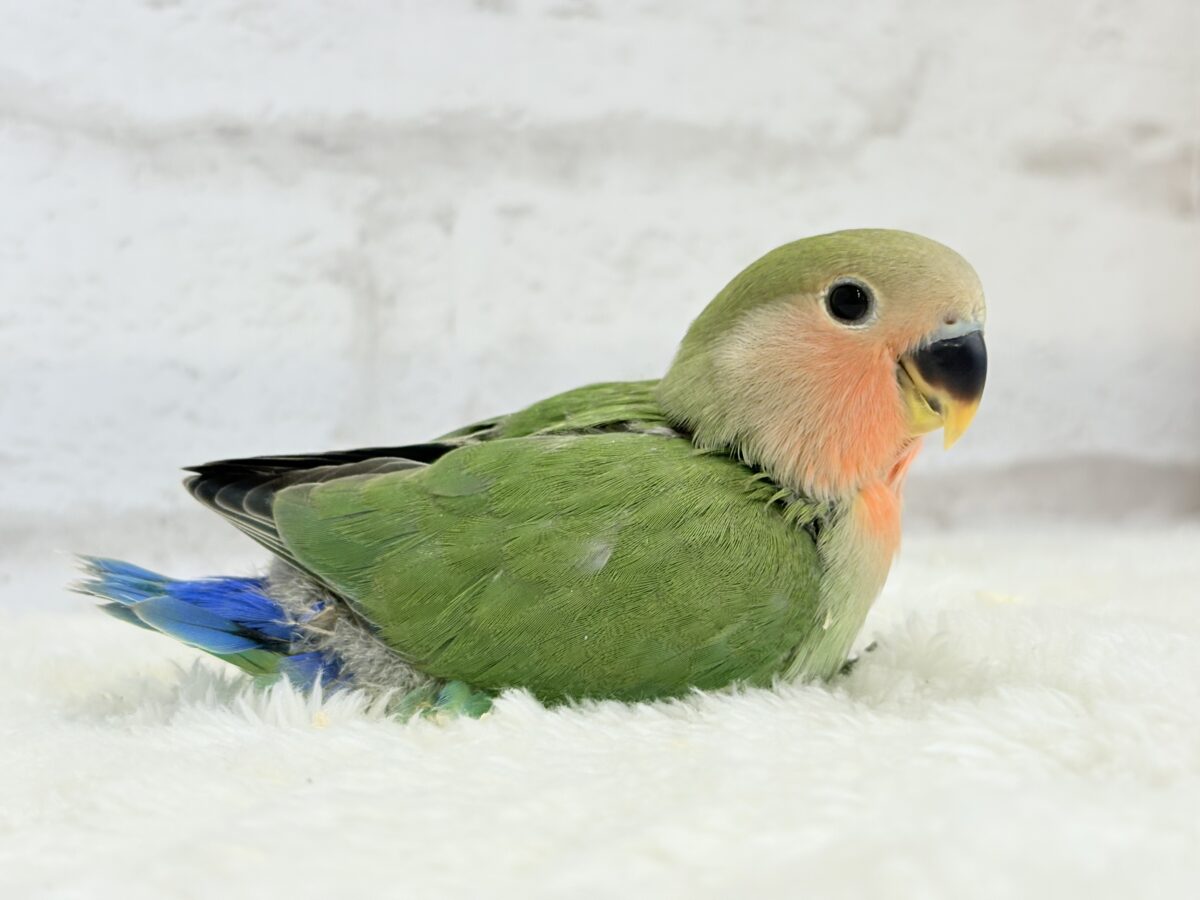 【最新画像更新🪄】わた毛たっぷりヒナヒナちゃん🐣💖コザクラインコ(ノーマル) ヒナ コザクラインコ(小桜インコ)