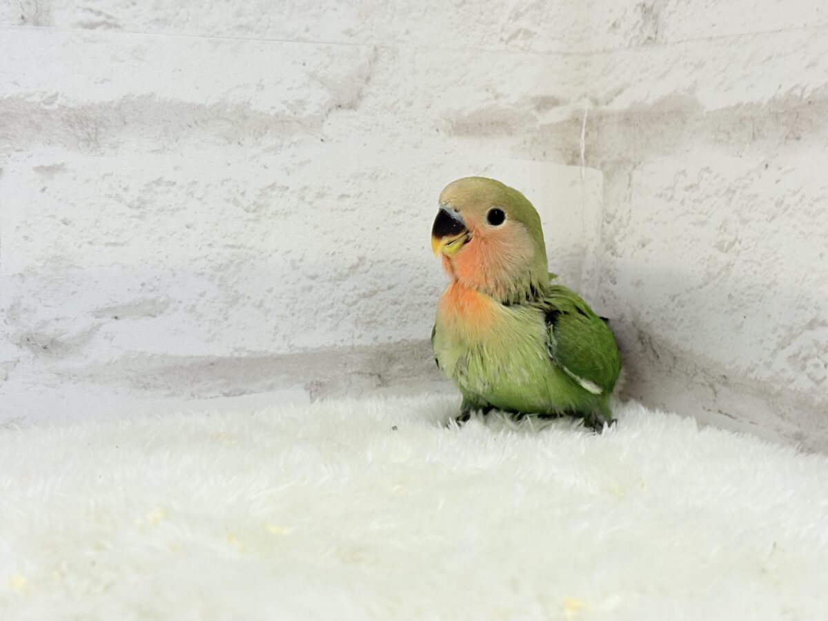 コザクラインコ（小桜インコ）