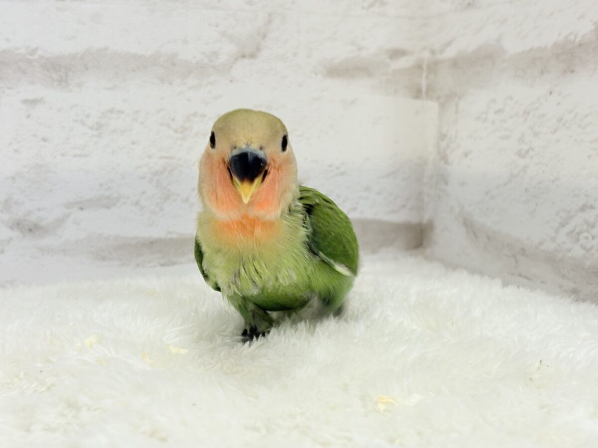 コザクラインコ（小桜インコ）