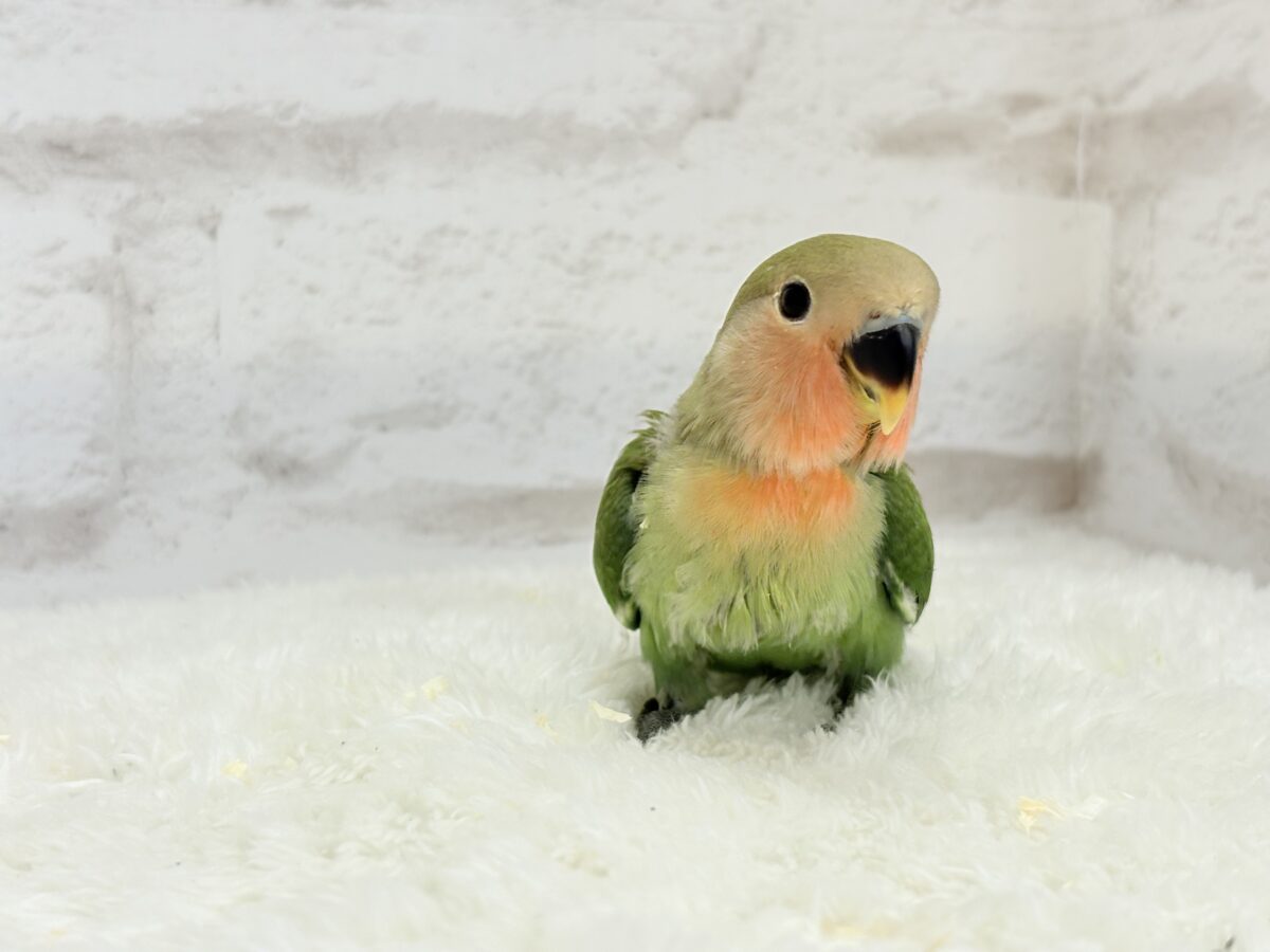 コザクラインコ（小桜インコ）