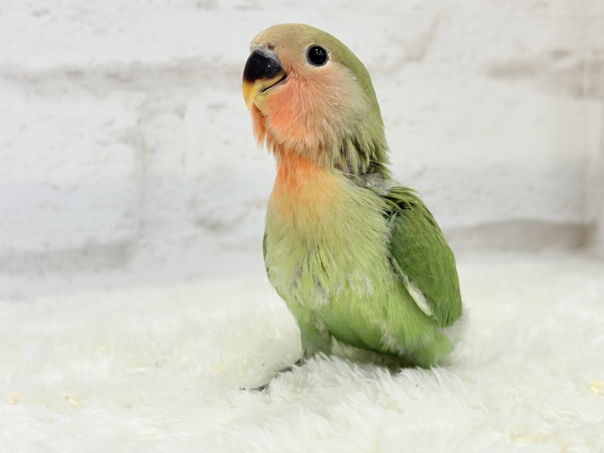 【最新画像更新🪄】わた毛たっぷりヒナヒナちゃん🐣💖コザクラインコ(ノーマル) ヒナ コザクラインコ(小桜インコ)