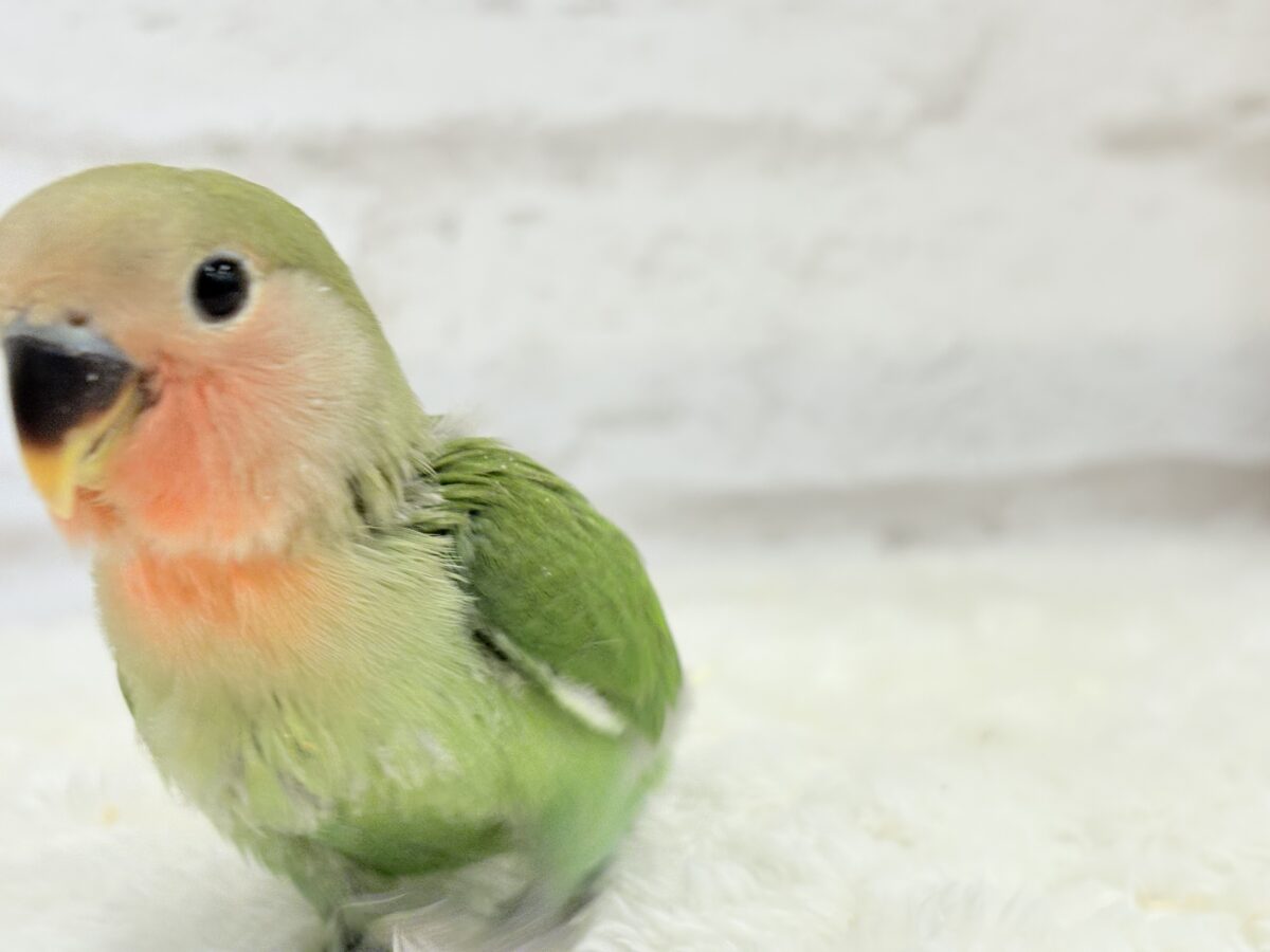 【最新画像更新🪄】わた毛たっぷりヒナヒナちゃん🐣💖コザクラインコ(ノーマル) ヒナ コザクラインコ(小桜インコ)