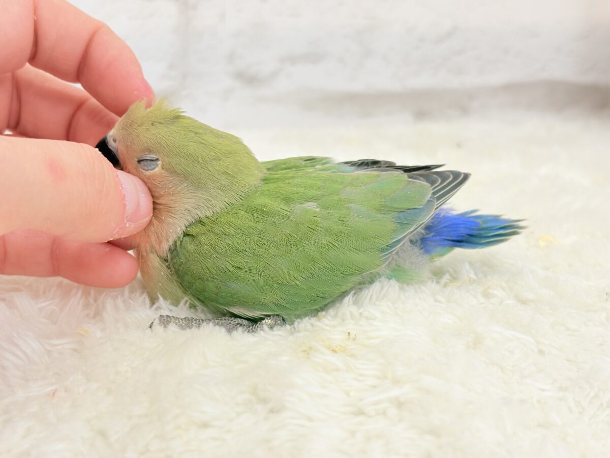 【最新画像更新🪄】わた毛たっぷりヒナヒナちゃん🐣💖コザクラインコ(ノーマル) ヒナ コザクラインコ(小桜インコ)