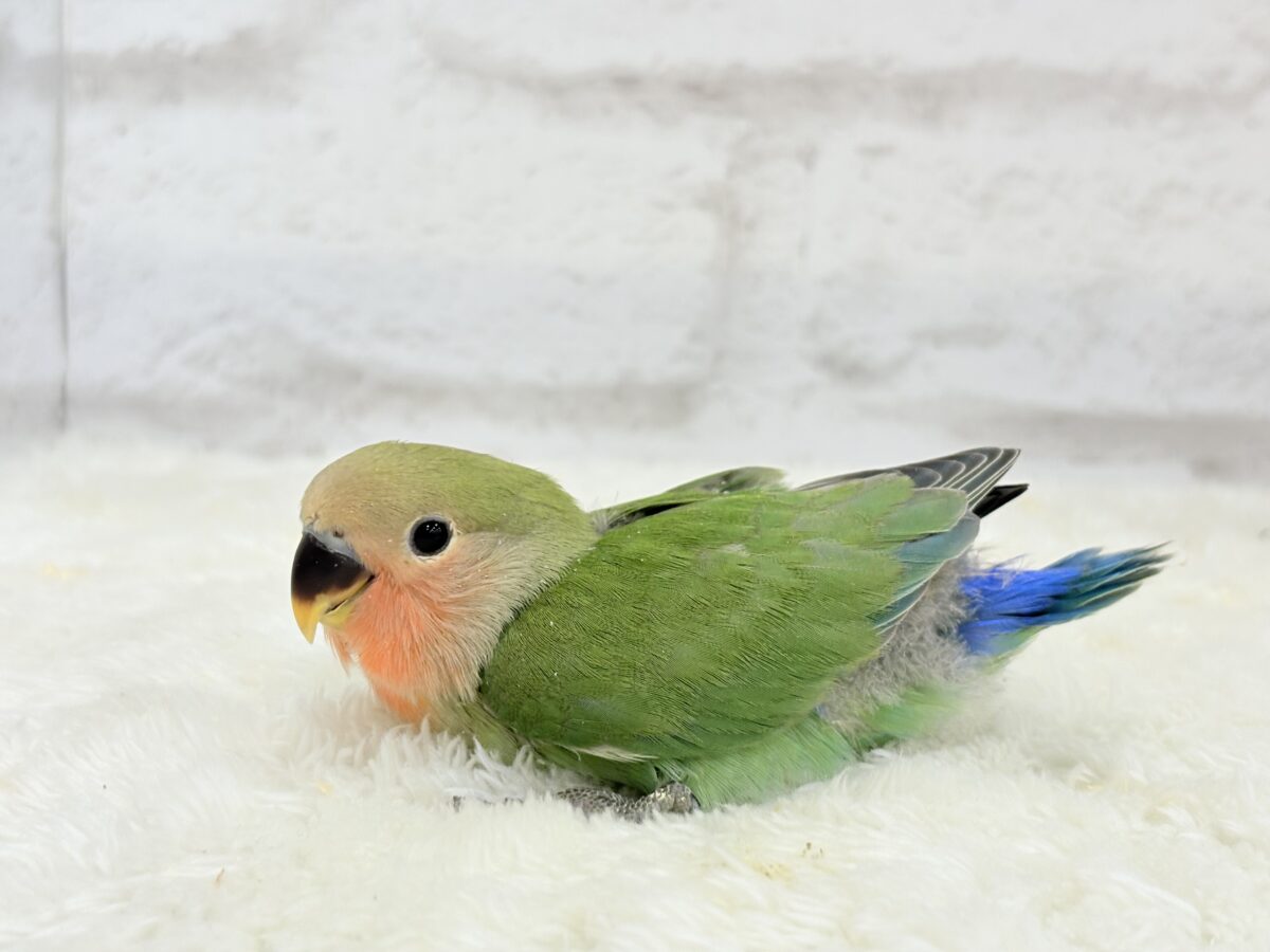 コザクラインコ（小桜インコ）