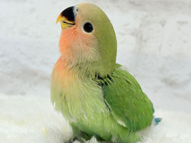 【最新画像更新🪄】わた毛たっぷりヒナヒナちゃん🐣💖コザクラインコ(ノーマル) ヒナ 【最新画像更新🪄】わた毛たっぷりヒナヒナちゃん🐣💖コザクラインコ(ノーマル) ヒナ