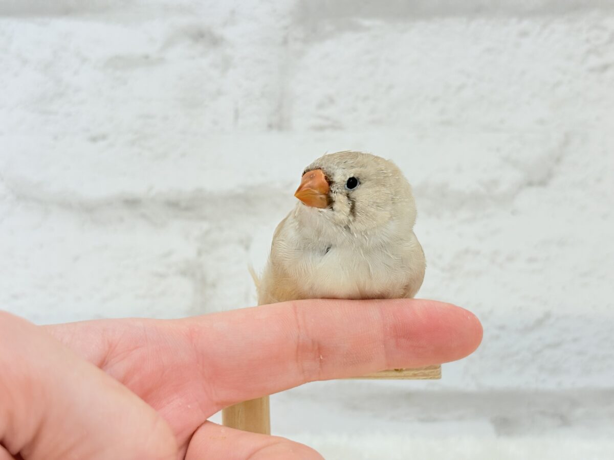 ジャンボキンカチョウ