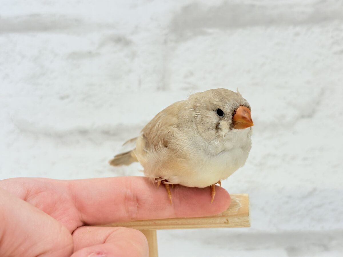 【最新画像更新🪄もうすぐひとり餌☆】むっちむちのラテカラー🐥☕️ジャンボキンカチョウ(フォーン) ヒナ ジャンボキンカチョウ