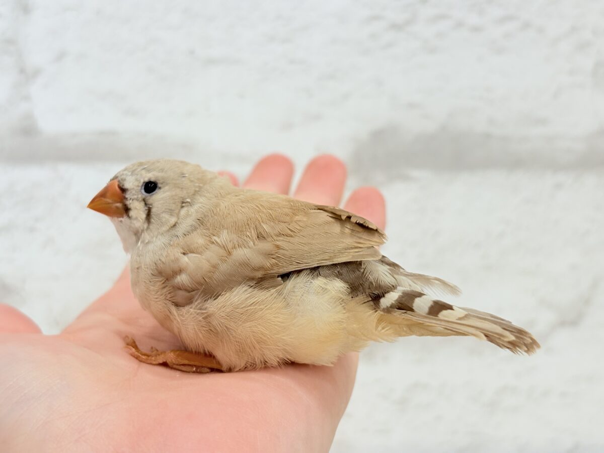 【最新画像更新🪄もうすぐひとり餌☆】むっちむちのラテカラー🐥☕️ジャンボキンカチョウ(フォーン) ヒナ ジャンボキンカチョウ