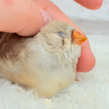 【最新画像更新🪄もうすぐひとり餌‪☆】むっちむちのラテカラー🐥☕️ジャンボキンカチョウ(フォーン) ヒナ