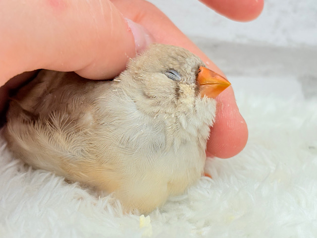 【最新画像更新🪄もうすぐひとり餌☆】むっちむちのラテカラー🐥☕️ジャンボキンカチョウ(フォーン) ヒナ 【最新画像更新🪄もうすぐひとり餌☆】むっちむちのラテカラー🐥☕️ジャンボキンカチョウ(フォーン) ヒナ