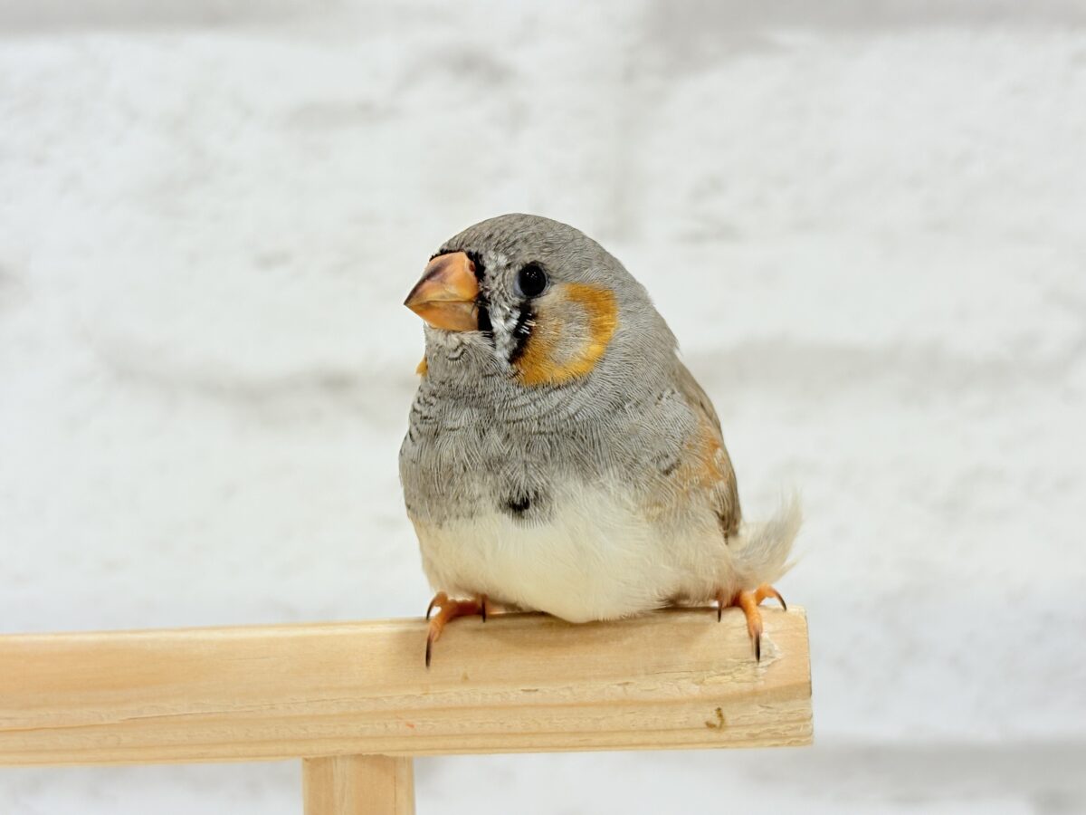 【最新画像更新🪄もうすぐひとり餌☆】わた毛ファッサー🐣🪶ジャンボキンカチョウ ヒナ ジャンボキンカチョウ