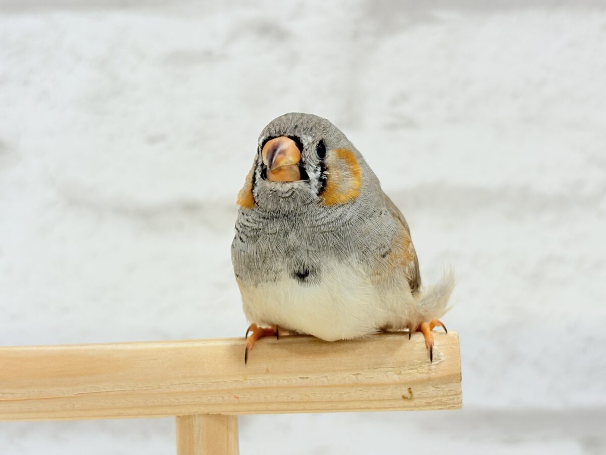 【最新画像更新🪄もうすぐひとり餌☆】わた毛ファッサー🐣🪶ジャンボキンカチョウ ヒナ ジャンボキンカチョウ