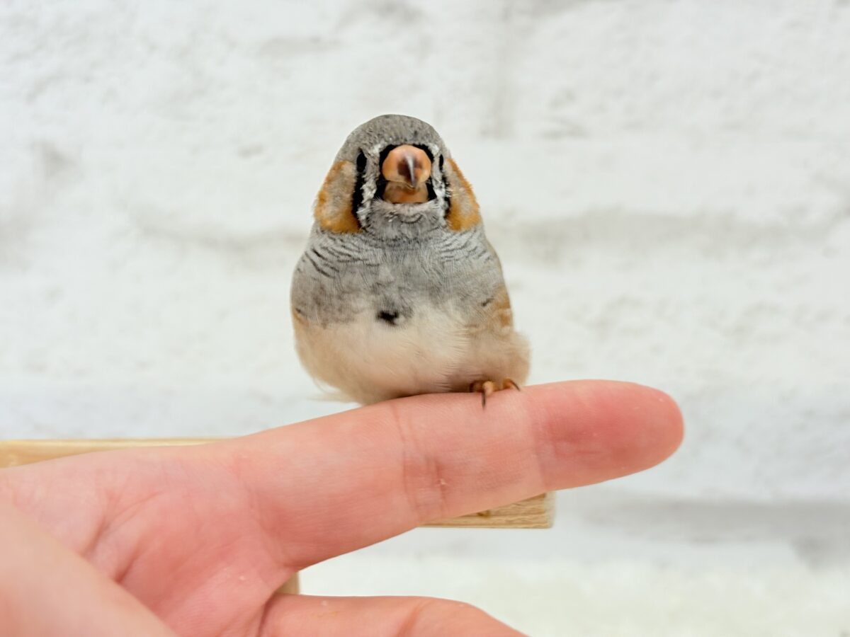 ジャンボキンカチョウ