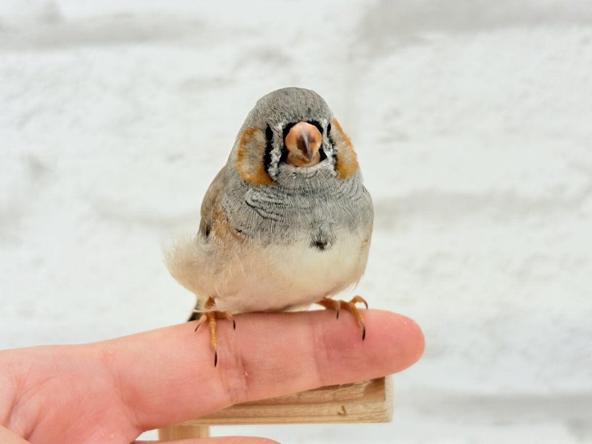 【最新画像更新🪄もうすぐひとり餌☆】わた毛ファッサー🐣🪶ジャンボキンカチョウ ヒナ ジャンボキンカチョウ