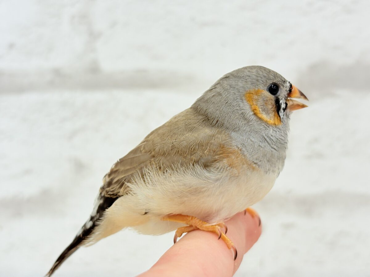 【最新画像更新🪄もうすぐひとり餌☆】わた毛ファッサー🐣🪶ジャンボキンカチョウ ヒナ ジャンボキンカチョウ