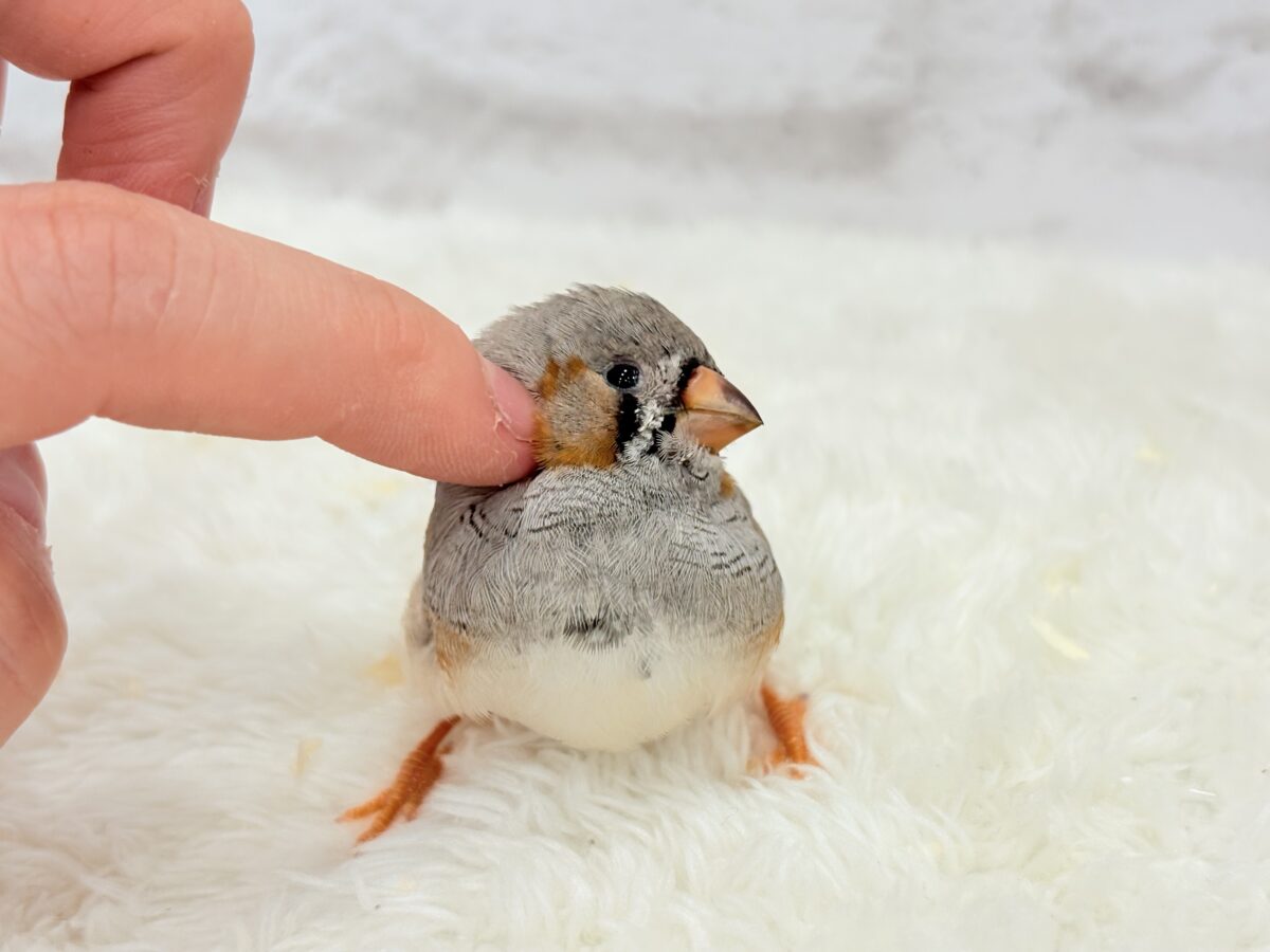 ジャンボキンカチョウ
