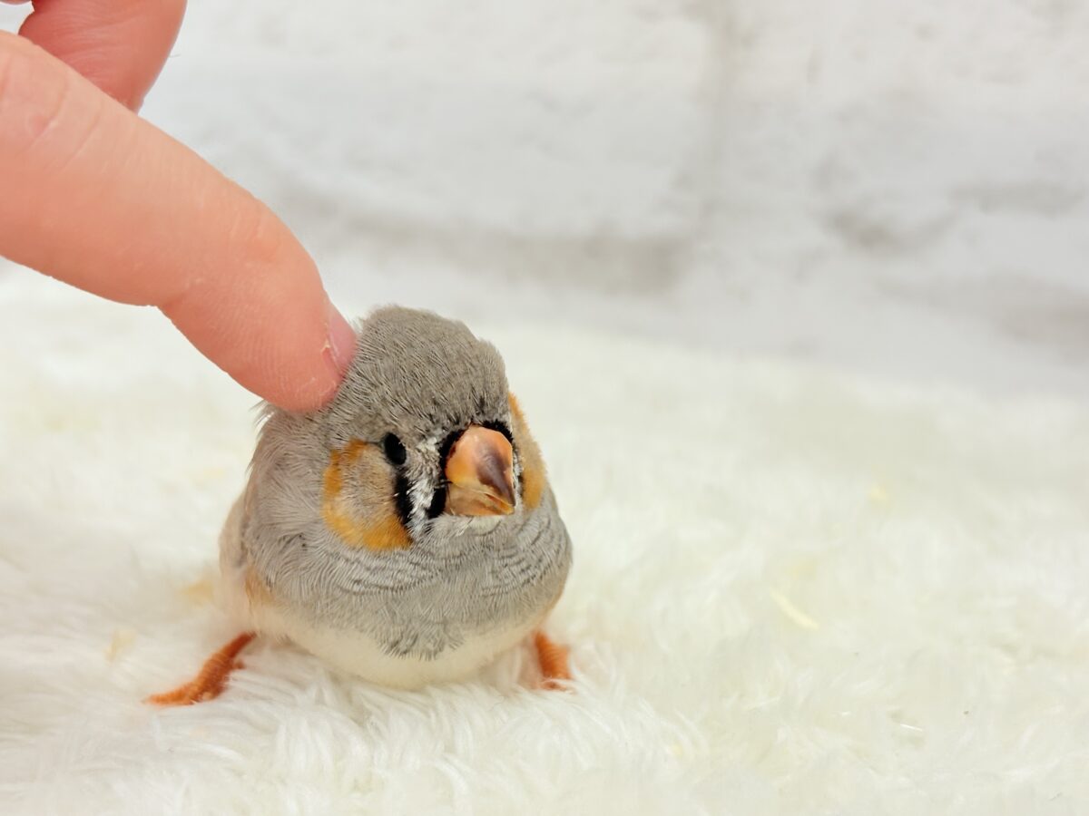 ジャンボキンカチョウ