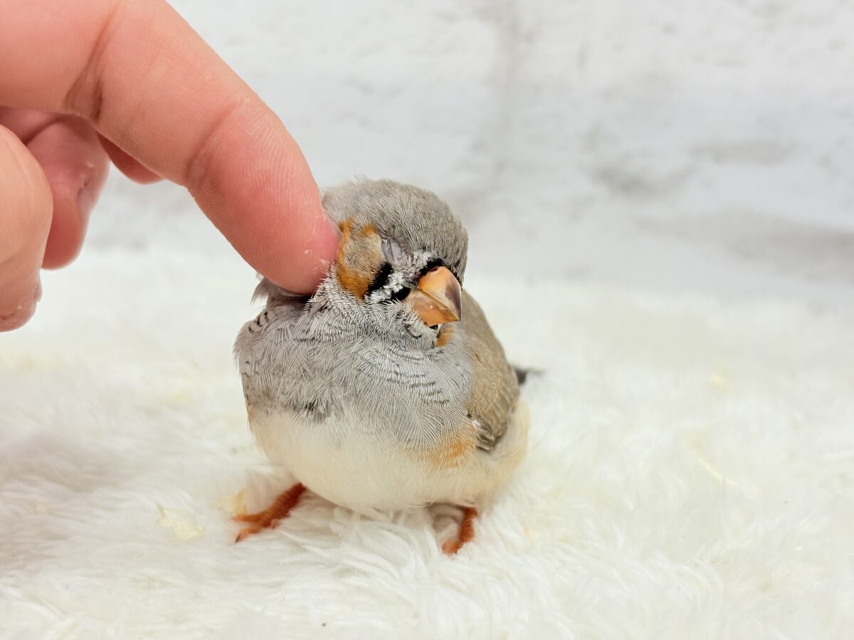 【最新画像更新🪄もうすぐひとり餌☆】わた毛ファッサー🐣🪶ジャンボキンカチョウ ヒナ ジャンボキンカチョウ