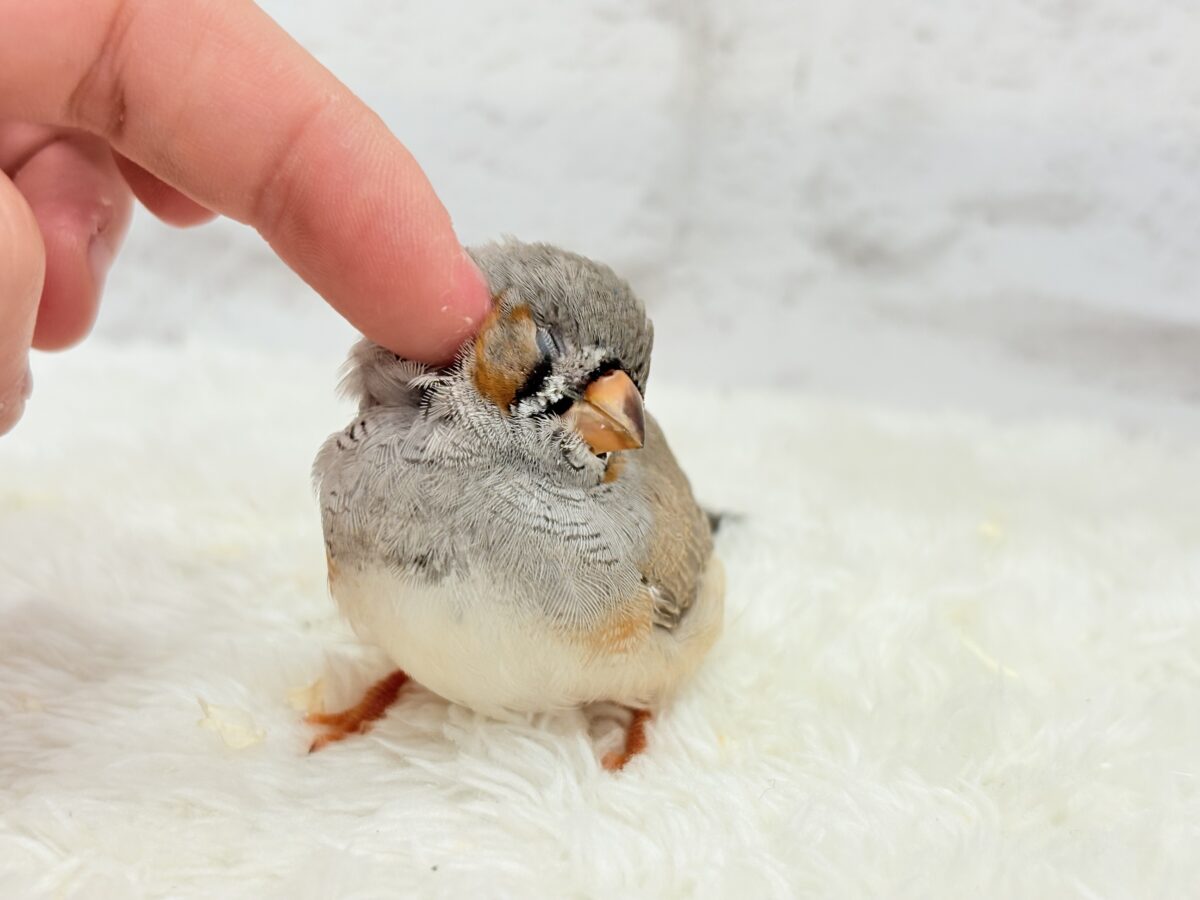 【最新画像更新🪄もうすぐひとり餌☆】わた毛ファッサー🐣🪶ジャンボキンカチョウ ヒナ ジャンボキンカチョウ