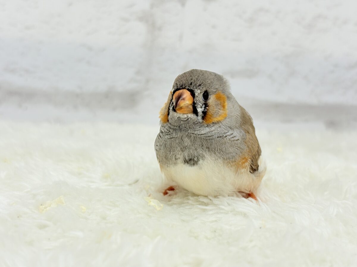 ジャンボキンカチョウ