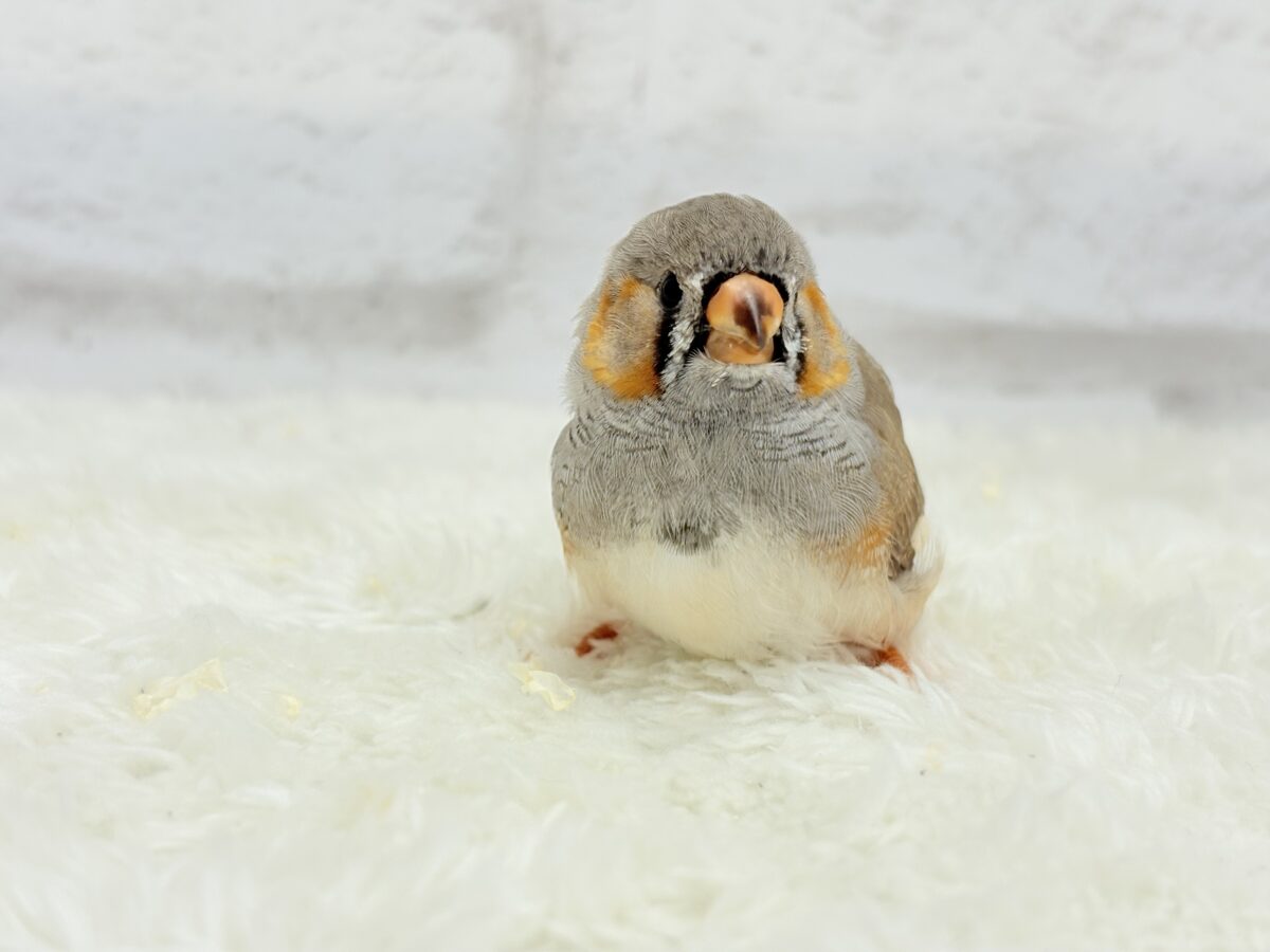 ジャンボキンカチョウ