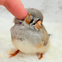 【最新画像更新🪄もうすぐひとり餌‪☆】わた毛ファッサー🐣🪶ジャンボキンカチョウ ヒナ