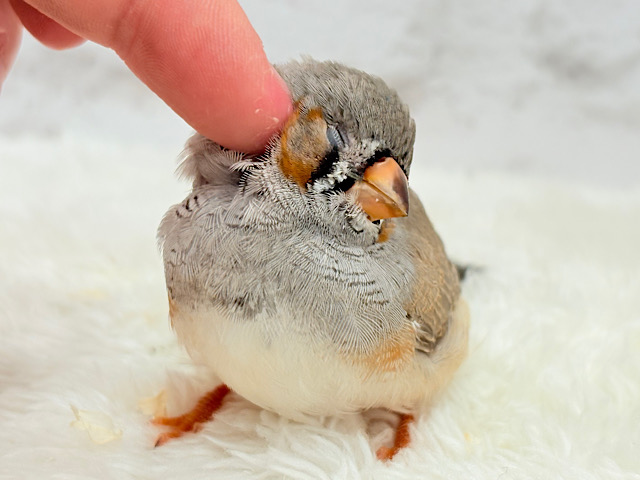 【最新画像更新🪄もうすぐひとり餌☆】わた毛ファッサー🐣🪶ジャンボキンカチョウ ヒナ 【最新画像更新🪄もうすぐひとり餌☆】わた毛ファッサー🐣🪶ジャンボキンカチョウ ヒナ