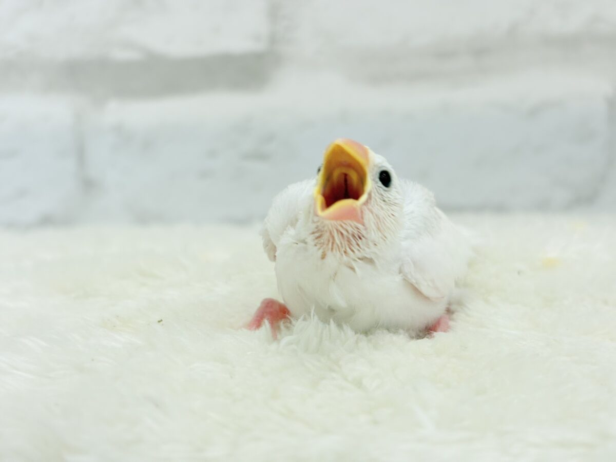 白文鳥