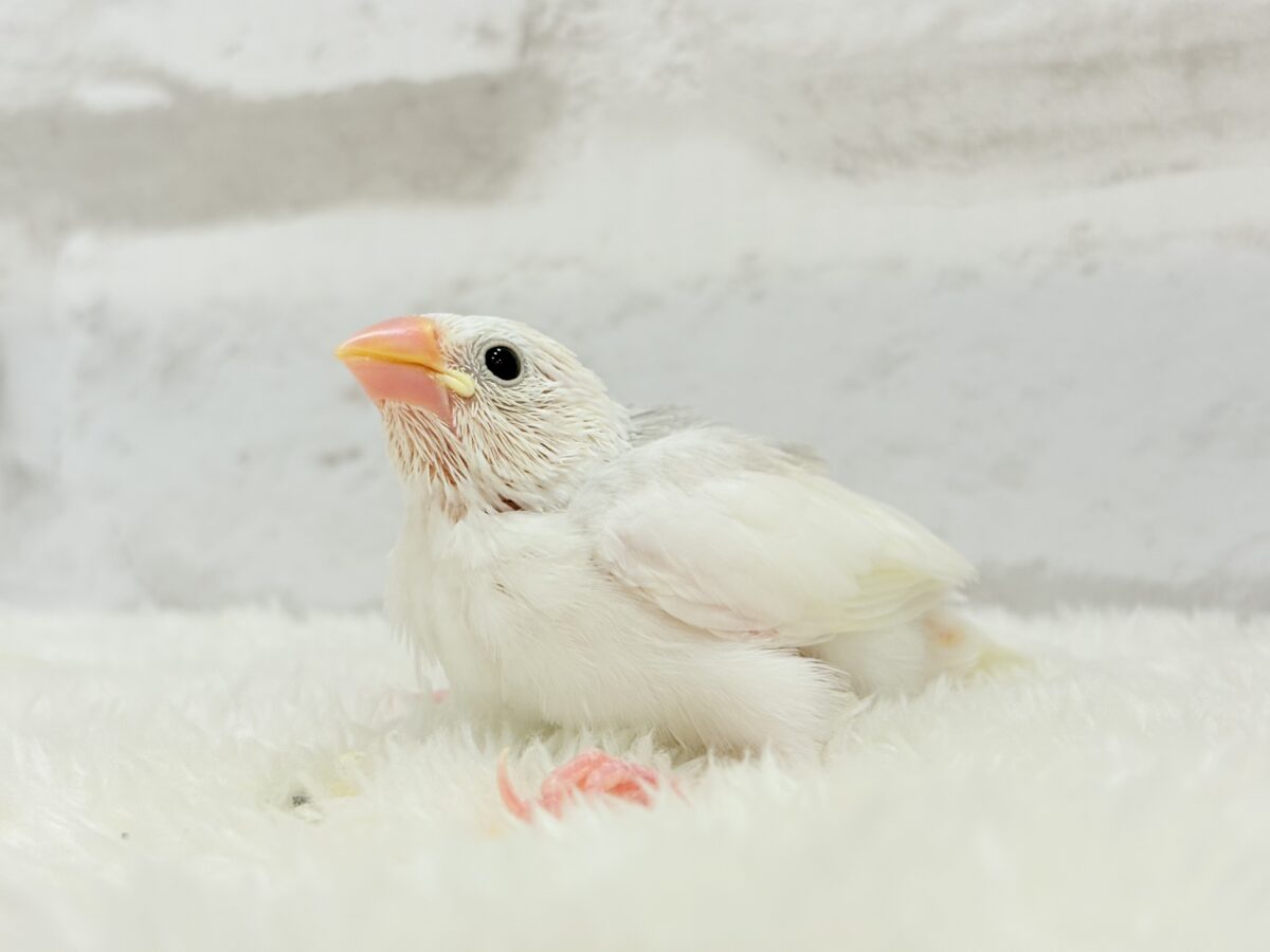 白文鳥