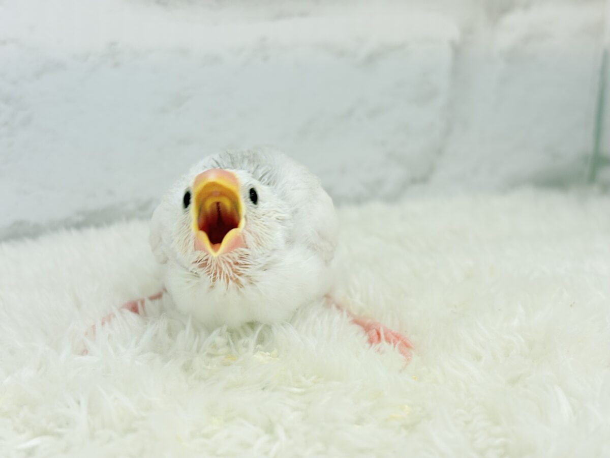 白文鳥