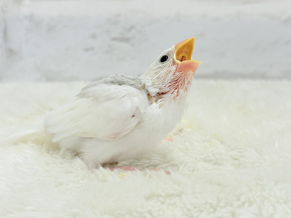 白文鳥