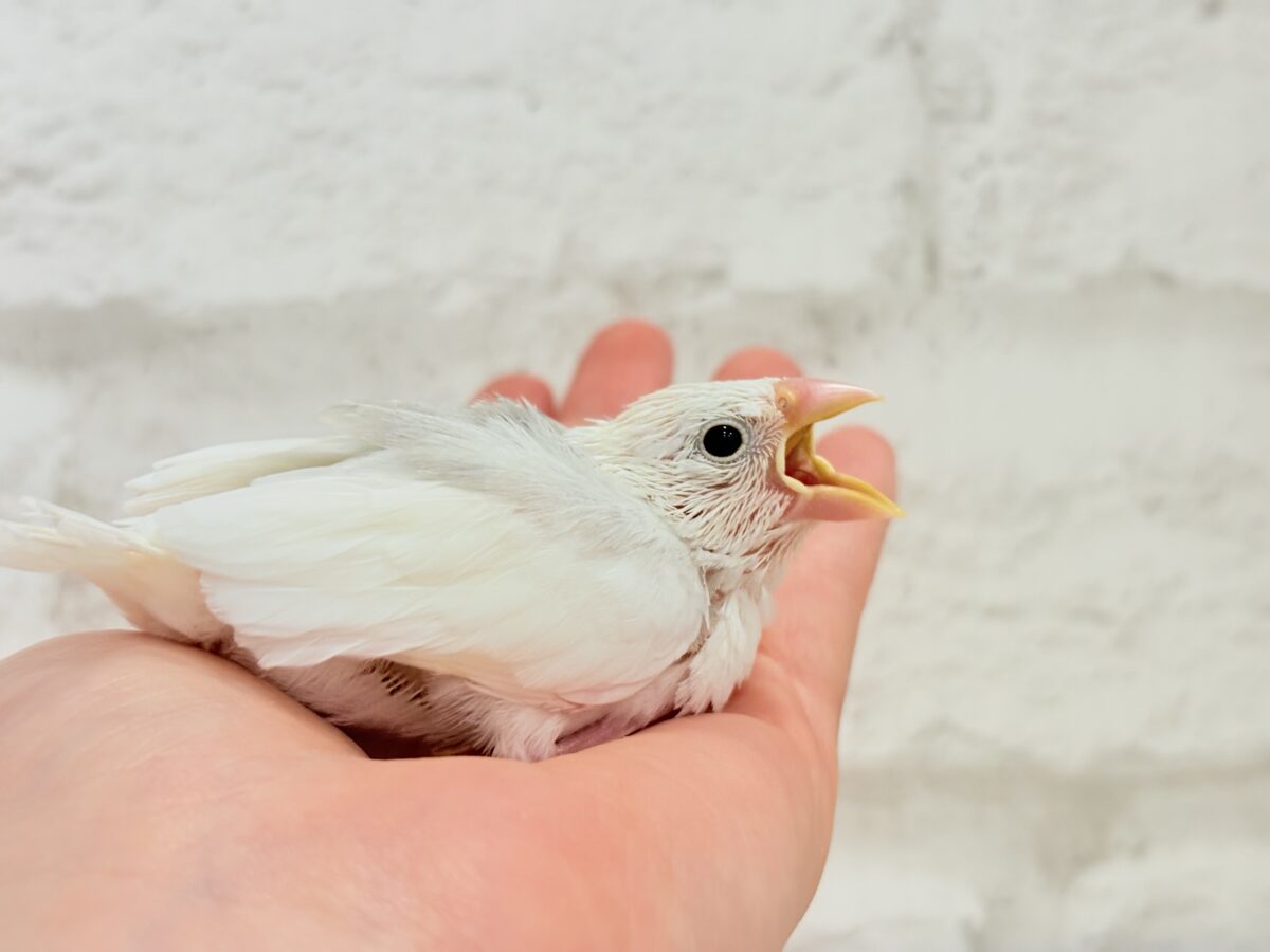 白文鳥