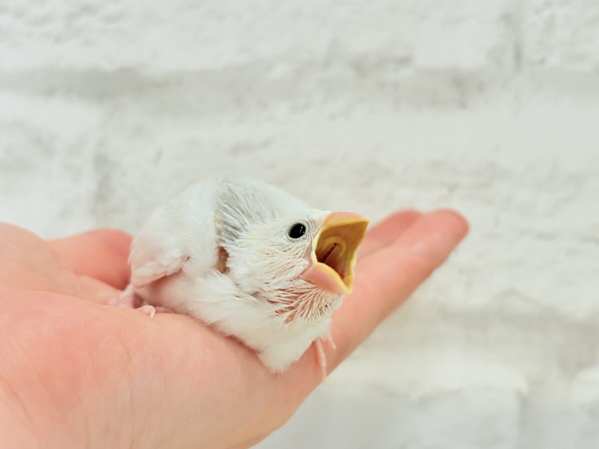 白文鳥