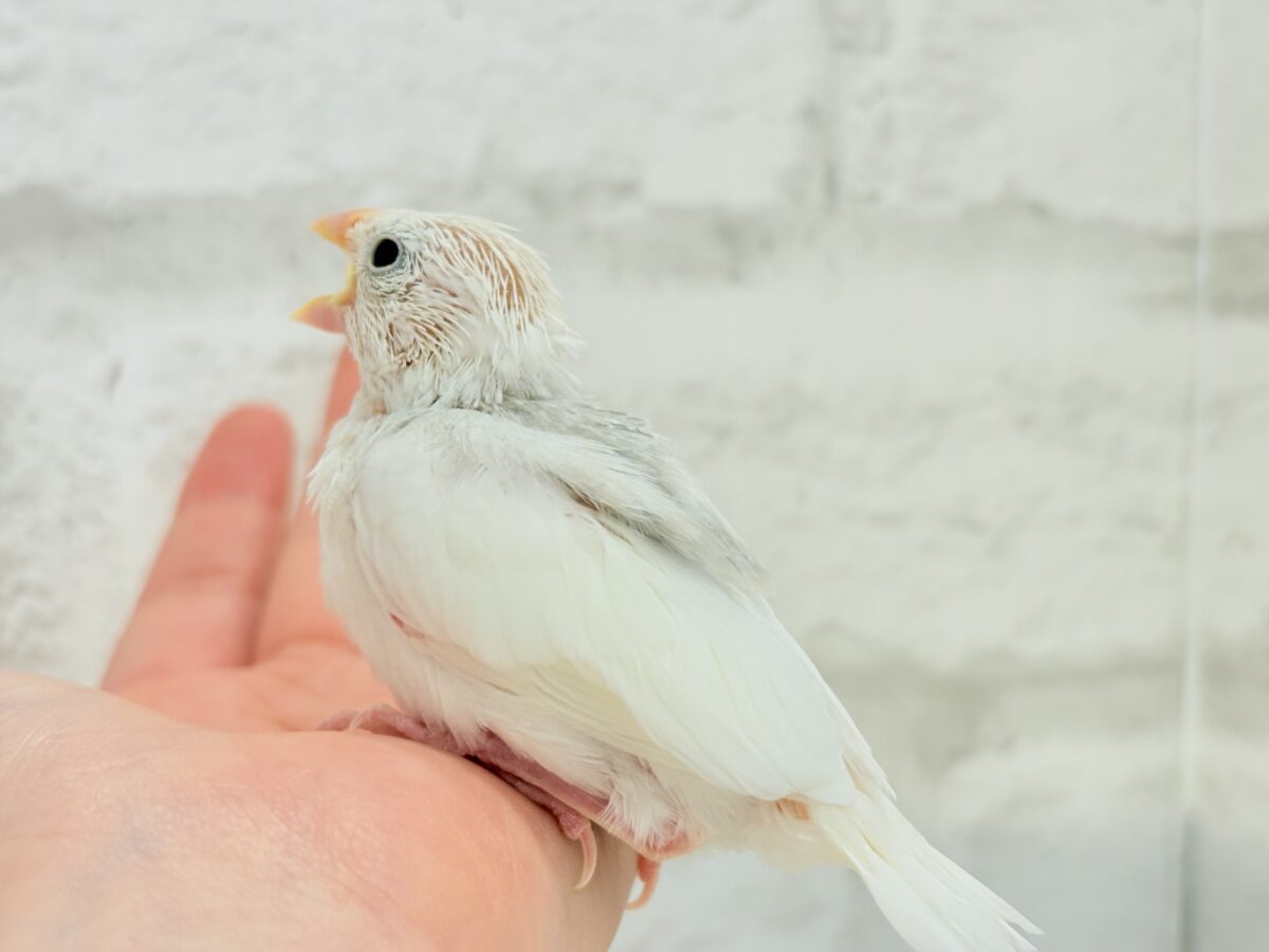 白文鳥