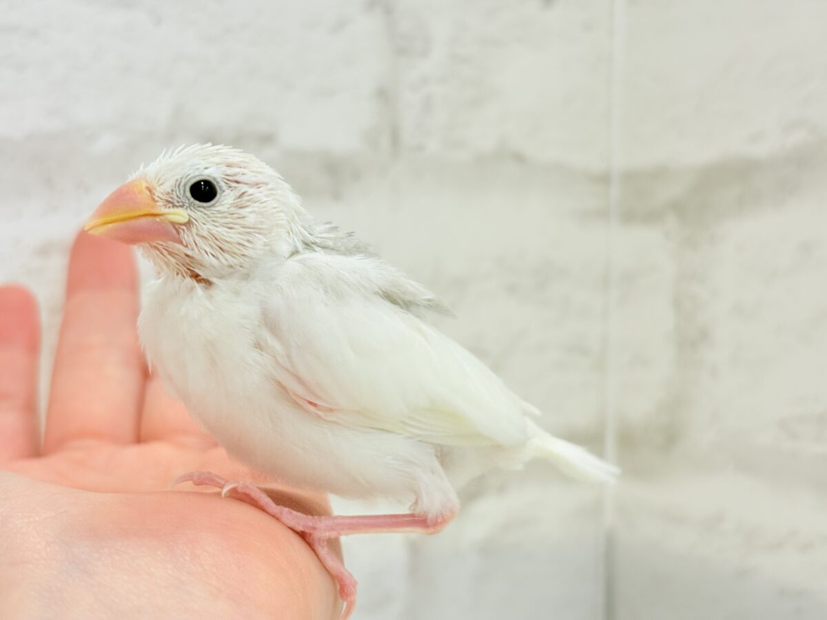 白文鳥