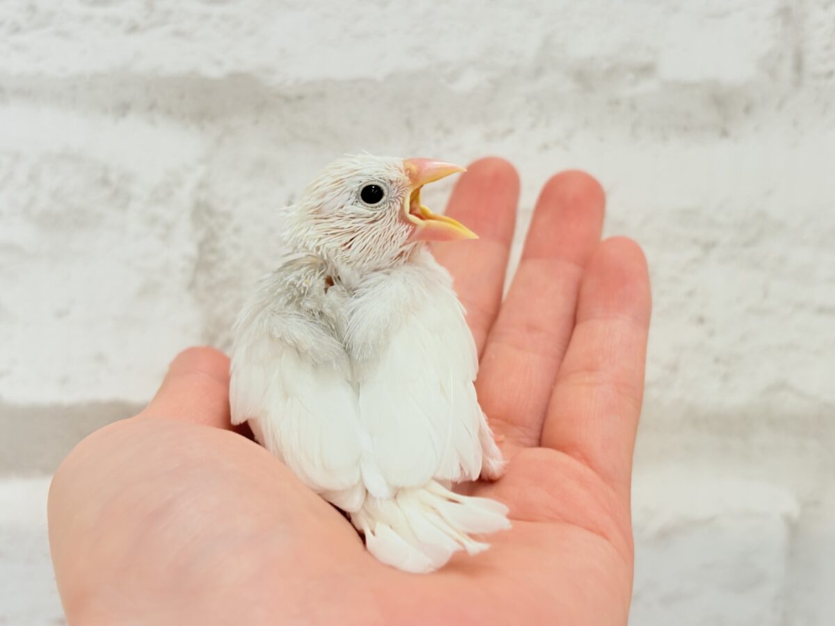 白文鳥