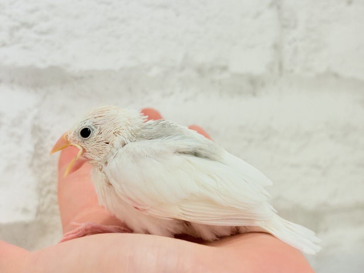 白文鳥