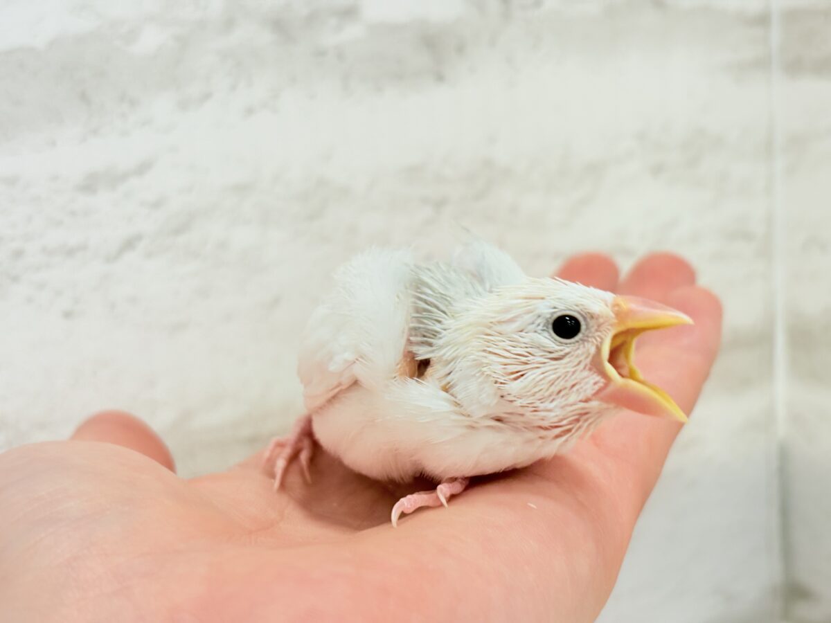 白文鳥