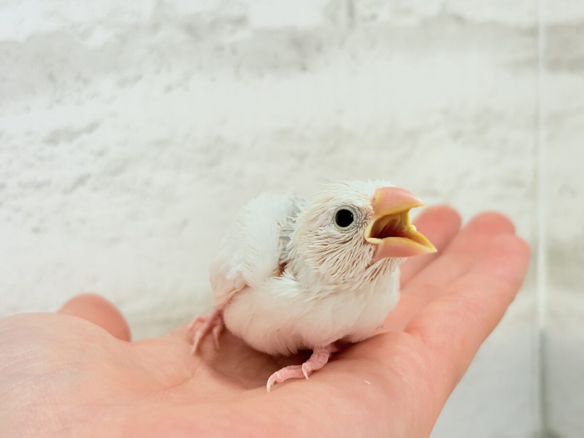 白文鳥