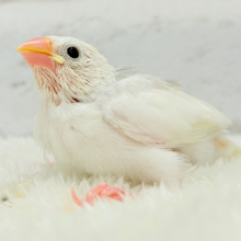 【最新画像更新🪄】お口パッカーーーン🐣🤍食欲旺盛‪☆白文鳥 ヒナ