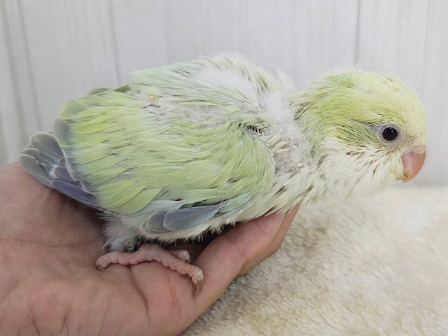 最新画像更新❤️ケケケケっ✨ピスタチオカラーの綺麗すぎるオキナインコさん入荷しました❤️ オキナインコ