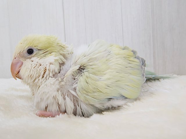 最新画像更新❤️ケケケケっ✨ピスタチオカラーの綺麗すぎるオキナインコさん入荷しました❤️ オキナインコ