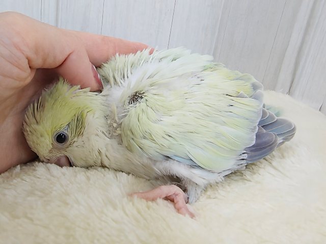 最新画像更新❤️ケケケケっ✨ピスタチオカラーの綺麗すぎるオキナインコさん入荷しました❤️ オキナインコ
