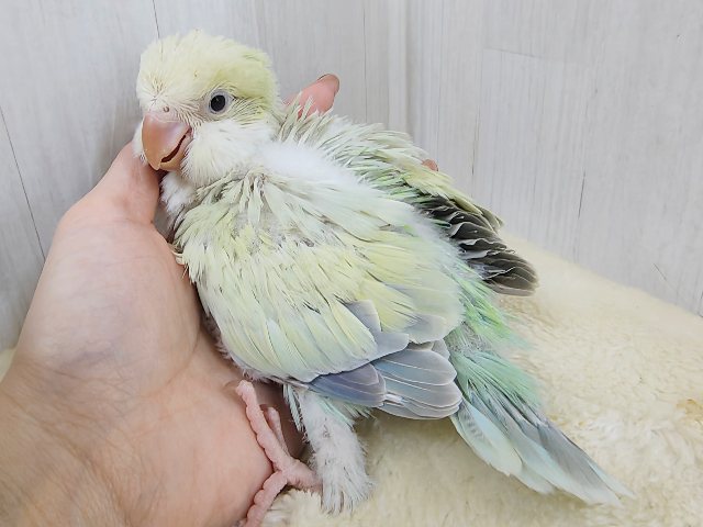 最新画像更新❤️ケケケケっ✨ピスタチオカラーの綺麗すぎるオキナインコさん入荷しました❤️ オキナインコ