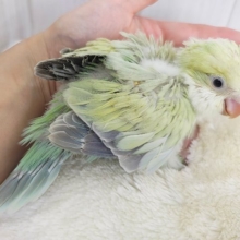 ケケケケっ✨ピスタチオカラーの綺麗すぎるオキナインコさん入荷しました❤️