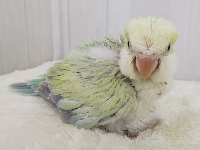 最新画像更新❤️ケケケケっ✨ピスタチオカラーの綺麗すぎるオキナインコさん入荷しました❤️ オキナインコ