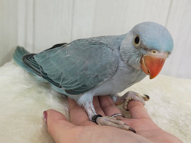 カキカキすると脱力してきちゃう甘々レディー🩷ワカケホンセイインコのヒナ入荷しました❤️ ワカケホンセイインコ(月の輪インコ)